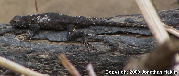 Great Basin Fence Lizard (Sceloporus occidentalis longipes)