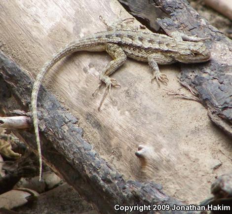 Great Basin Fence Lizard (Sceloporus occidentalis longipes)