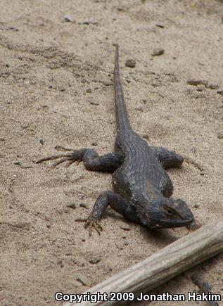 Great Basin Fence Lizard (Sceloporus occidentalis longipes)