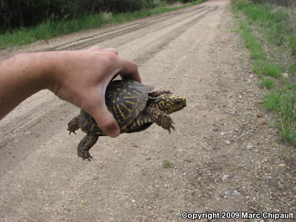 Ornate Box Turtle (Terrapene ornata ornata)