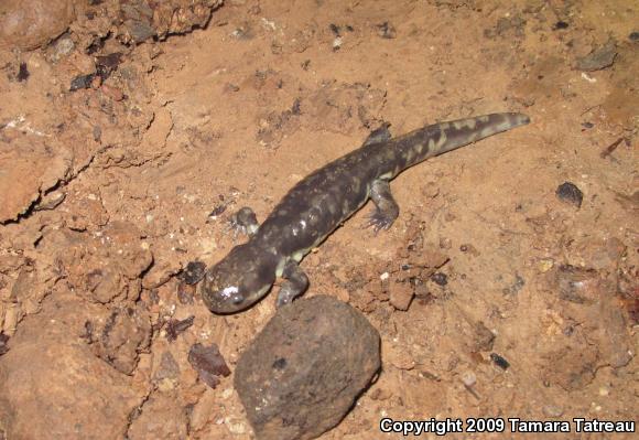 Arizona Tiger Salamander (Ambystoma mavortium nebulosum)