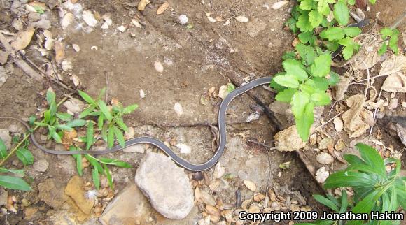 California Striped Racer (Coluber lateralis lateralis)