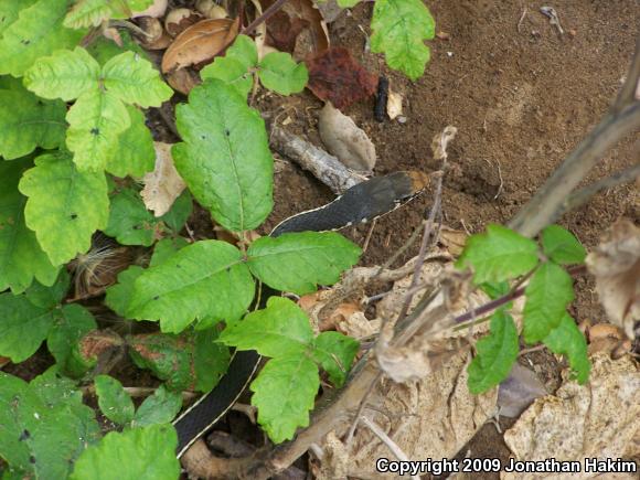 California Striped Racer (Coluber lateralis lateralis)