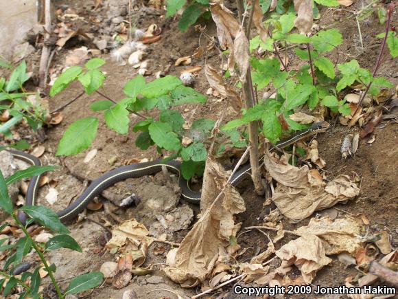 California Striped Racer (Coluber lateralis lateralis)