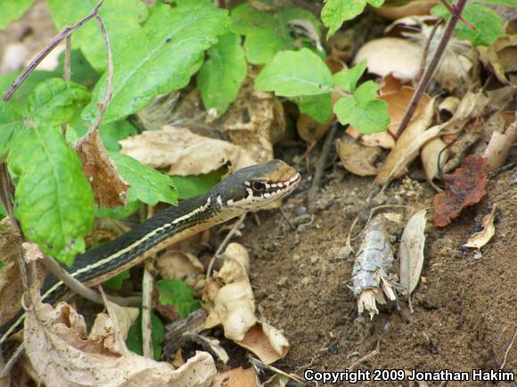 California Striped Racer (Coluber lateralis lateralis)