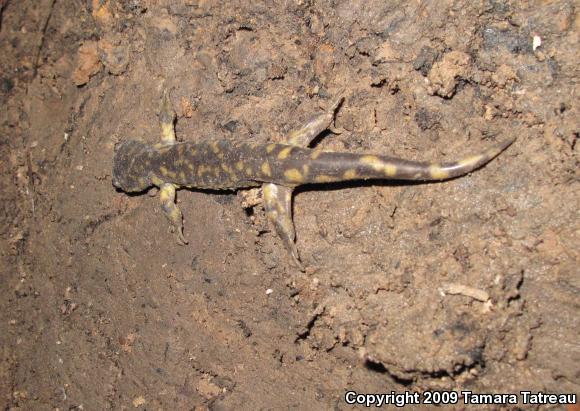 Arizona Tiger Salamander (Ambystoma mavortium nebulosum)