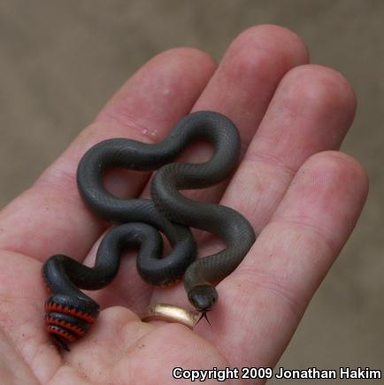 San Bernardino Ring-necked Snake (Diadophis punctatus modestus)