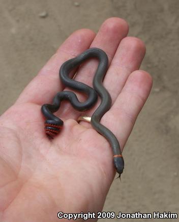 San Bernardino Ring-necked Snake (Diadophis punctatus modestus)