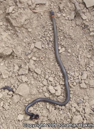 San Bernardino Ring-necked Snake (Diadophis punctatus modestus)