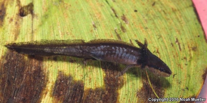 Peninsula Newt (Notophthalmus viridescens piaropicola)