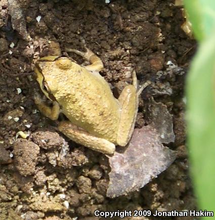 Baja California Treefrog (Pseudacris hypochondriaca)