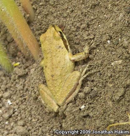 Baja California Treefrog (Pseudacris hypochondriaca)