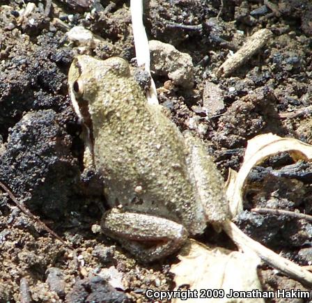 Baja California Treefrog (Pseudacris hypochondriaca)