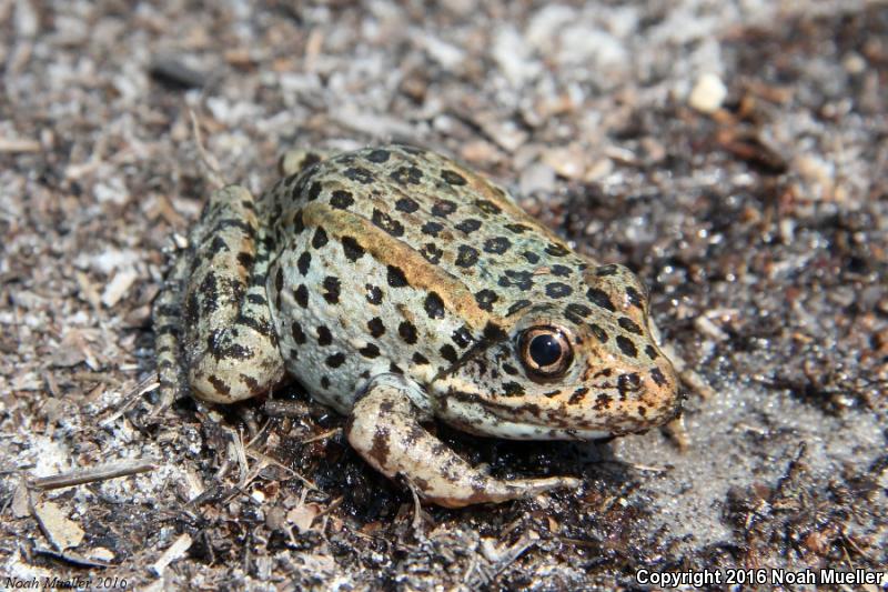 Gopher Frog (Lithobates capito)