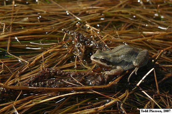 Western Chorus Frog (Pseudacris triseriata)