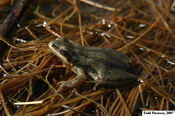 Western Chorus Frog (Pseudacris triseriata)