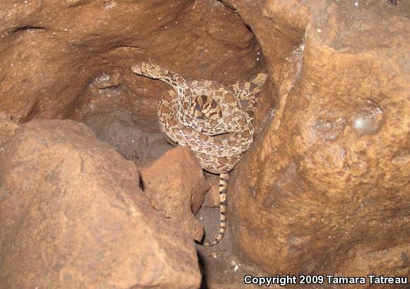 Sonoran Gopher Snake (Pituophis catenifer affinis)