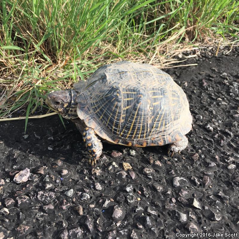 Desert Box Turtle (Terrapene ornata luteola)