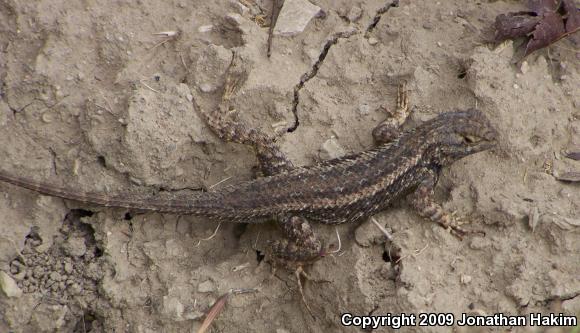 Great Basin Fence Lizard (Sceloporus occidentalis longipes)