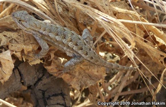 Great Basin Fence Lizard (Sceloporus occidentalis longipes)