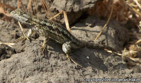 Great Basin Fence Lizard (Sceloporus occidentalis longipes)