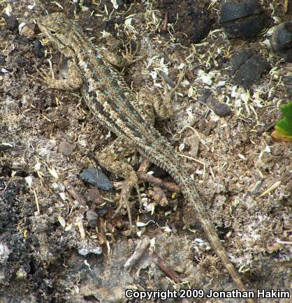 Great Basin Fence Lizard (Sceloporus occidentalis longipes)