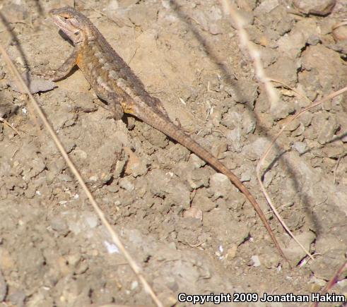 Great Basin Fence Lizard (Sceloporus occidentalis longipes)