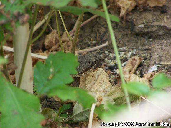 Southern Pacific Rattlesnake (Crotalus oreganus helleri)