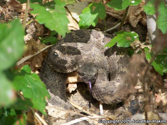 Southern Pacific Rattlesnake (Crotalus oreganus helleri)