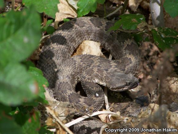 Southern Pacific Rattlesnake (Crotalus oreganus helleri)