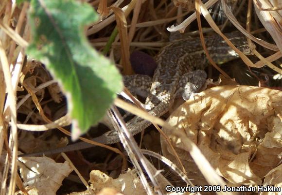 Western Side-blotched Lizard (Uta stansburiana elegans)