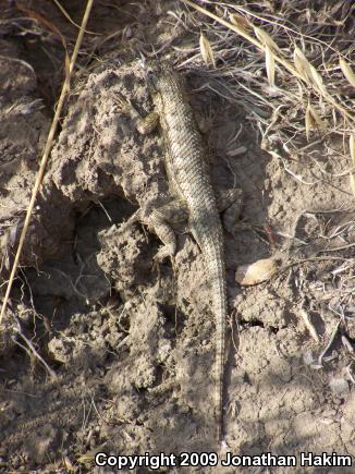 Great Basin Fence Lizard (Sceloporus occidentalis longipes)