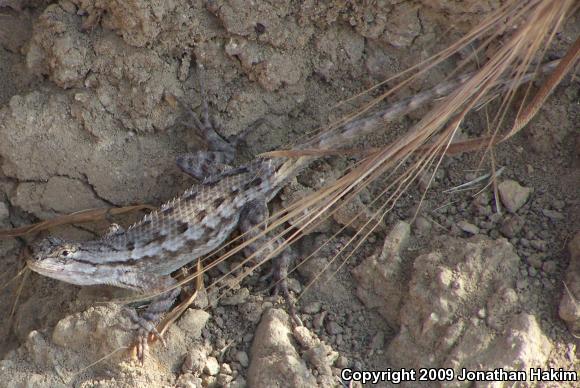 Great Basin Fence Lizard (Sceloporus occidentalis longipes)