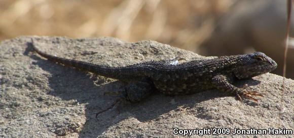 Great Basin Fence Lizard (Sceloporus occidentalis longipes)