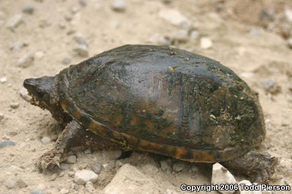 Eastern Musk Turtle (Sternotherus odoratus)