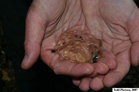 Jefferson Salamander (Ambystoma jeffersonianum)