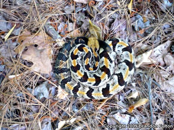 Timber Rattlesnake (Crotalus horridus)