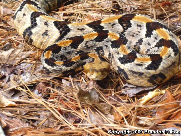 Timber Rattlesnake (Crotalus horridus)