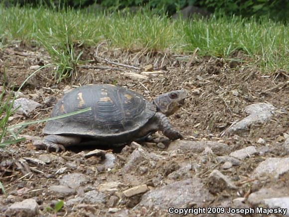 Eastern Box Turtle (Terrapene carolina carolina)