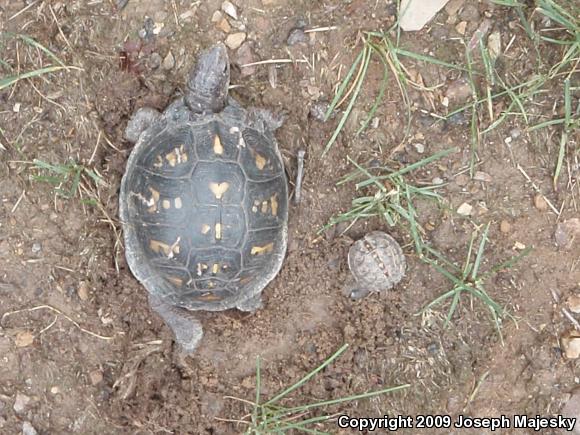 Eastern Box Turtle (Terrapene carolina carolina)