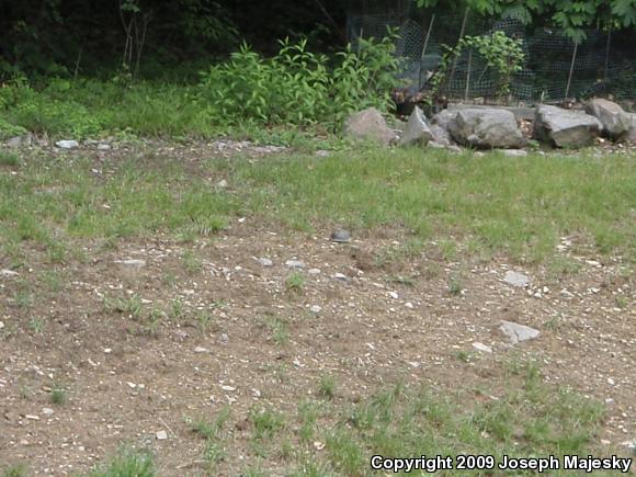 Eastern Box Turtle (Terrapene carolina carolina)