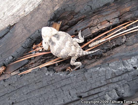 Hernandez's Short-horned Lizard (Phrynosoma hernandesi hernandesi)