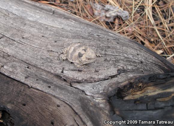 Hernandez's Short-horned Lizard (Phrynosoma hernandesi hernandesi)