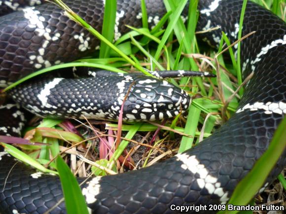 Eastern Kingsnake (Lampropeltis getula getula)