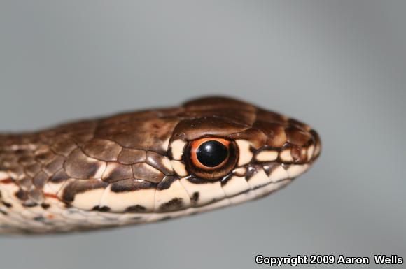 Desert Striped Whipsnake (Coluber taeniatus taeniatus)