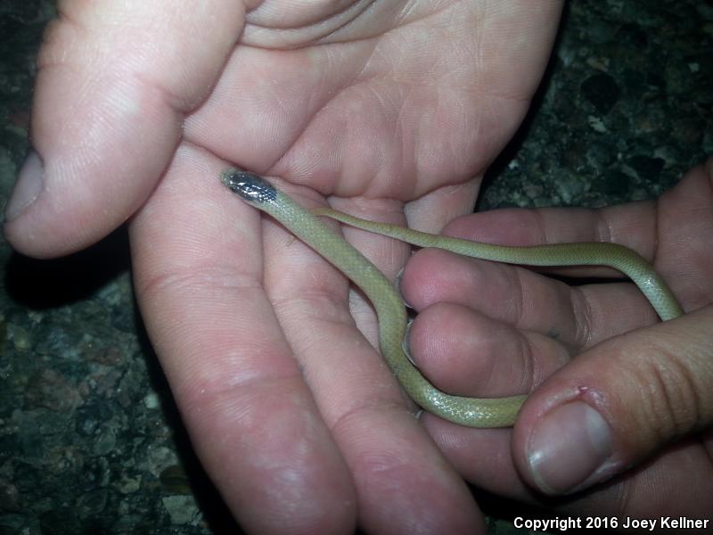 Plains Black-headed Snake (Tantilla nigriceps)