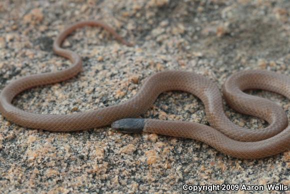 Western Black-headed Snake (Tantilla planiceps)