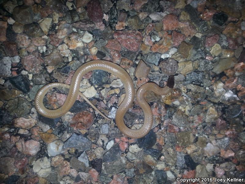 Plains Black-headed Snake (Tantilla nigriceps)