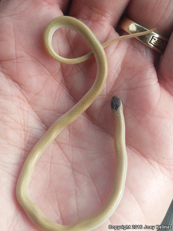 Plains Black-headed Snake (Tantilla nigriceps)