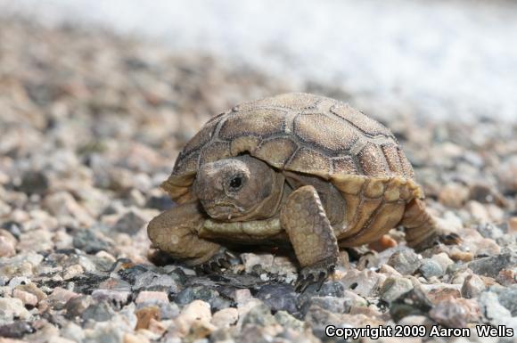 Desert Tortoise (Gopherus agassizii)